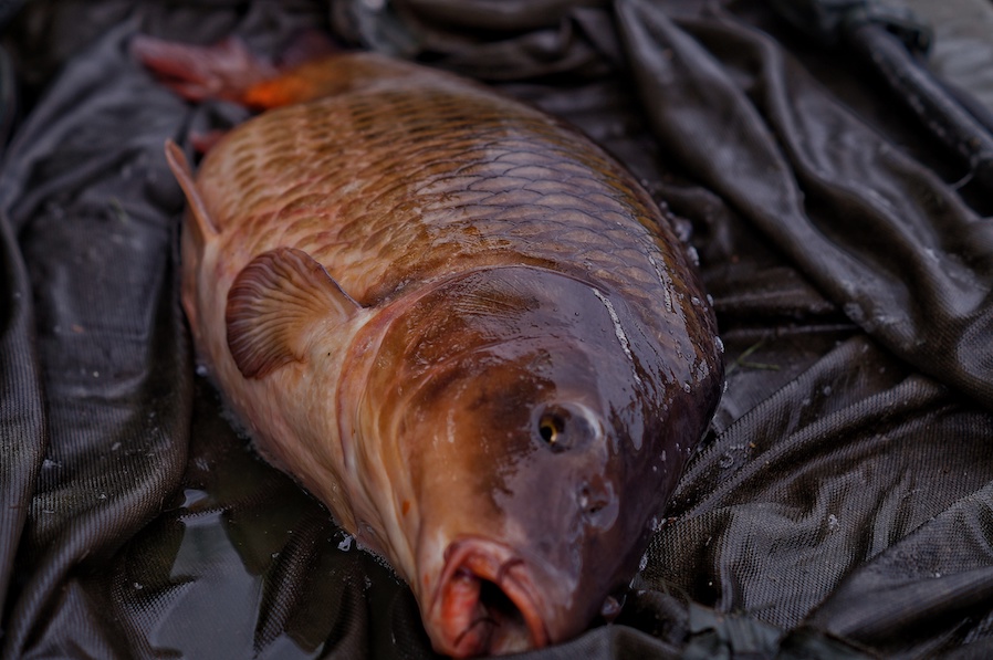 Ben Fenner - King Of The Pond