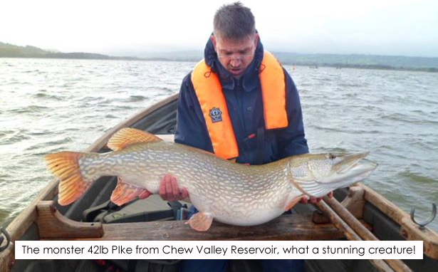 42lb-Pike-Chew