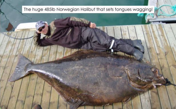 Halibut