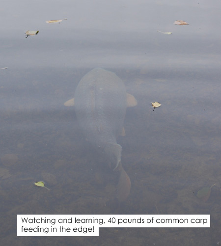 Wacthing and learning, 40 pounds of common carp feeding in the edge blog