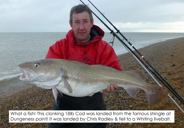 18lb 8oz Cod