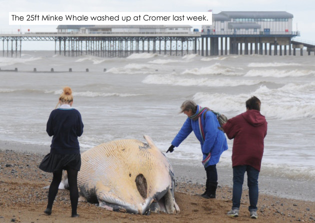 Whale Cromer Pier