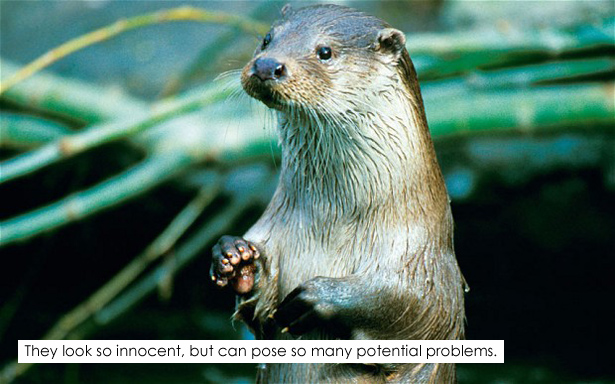 Suing-For-Otters