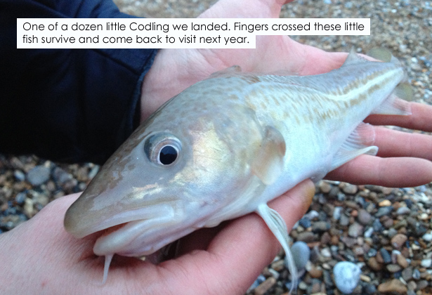 Aldeburgh-Codling