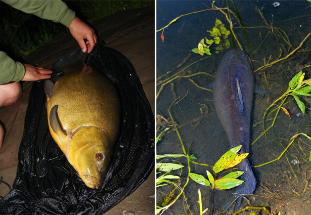 Specimen-Tench-Blog-3