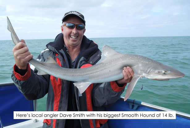 Smooth Hound