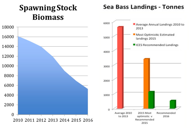 Save-Our-Sea-Bass-1