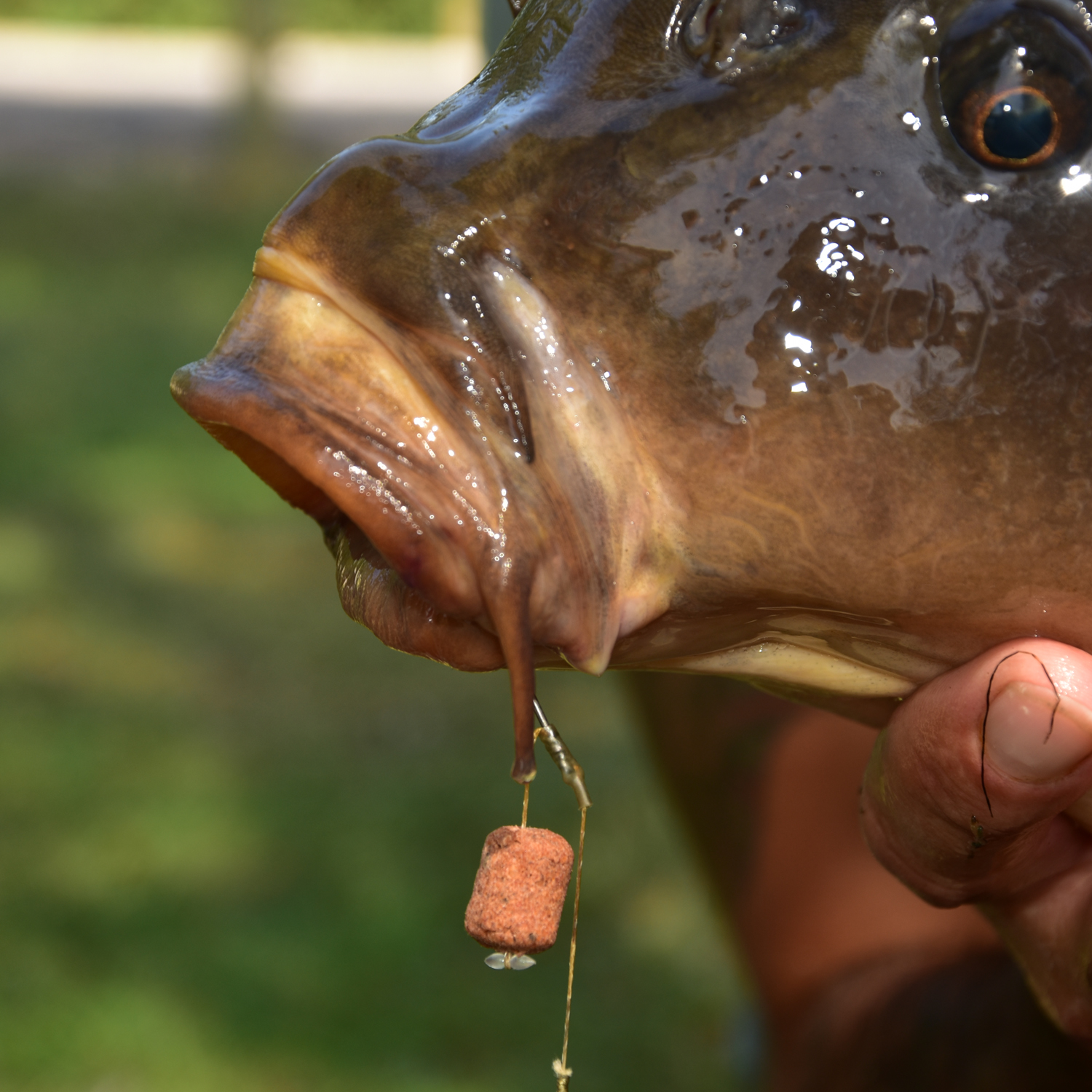 Dynamite Baits CompleX-T Wafters In Use 2