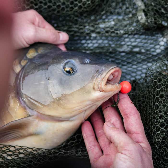 Sticky Baits AD Plumz Pop Ups 16mm In Use 9