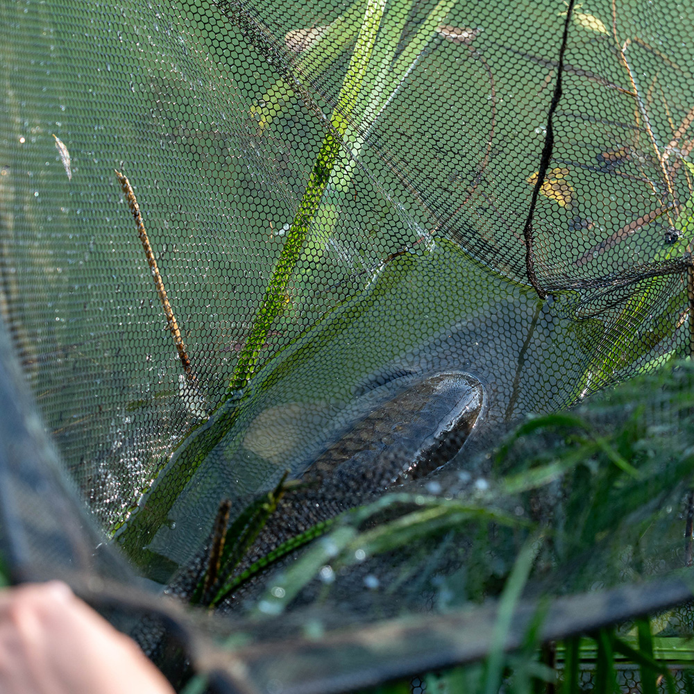 Advanta 42 Inch Camo Mesh Landing Net & 6ft 2 Piece Handle In Use 4