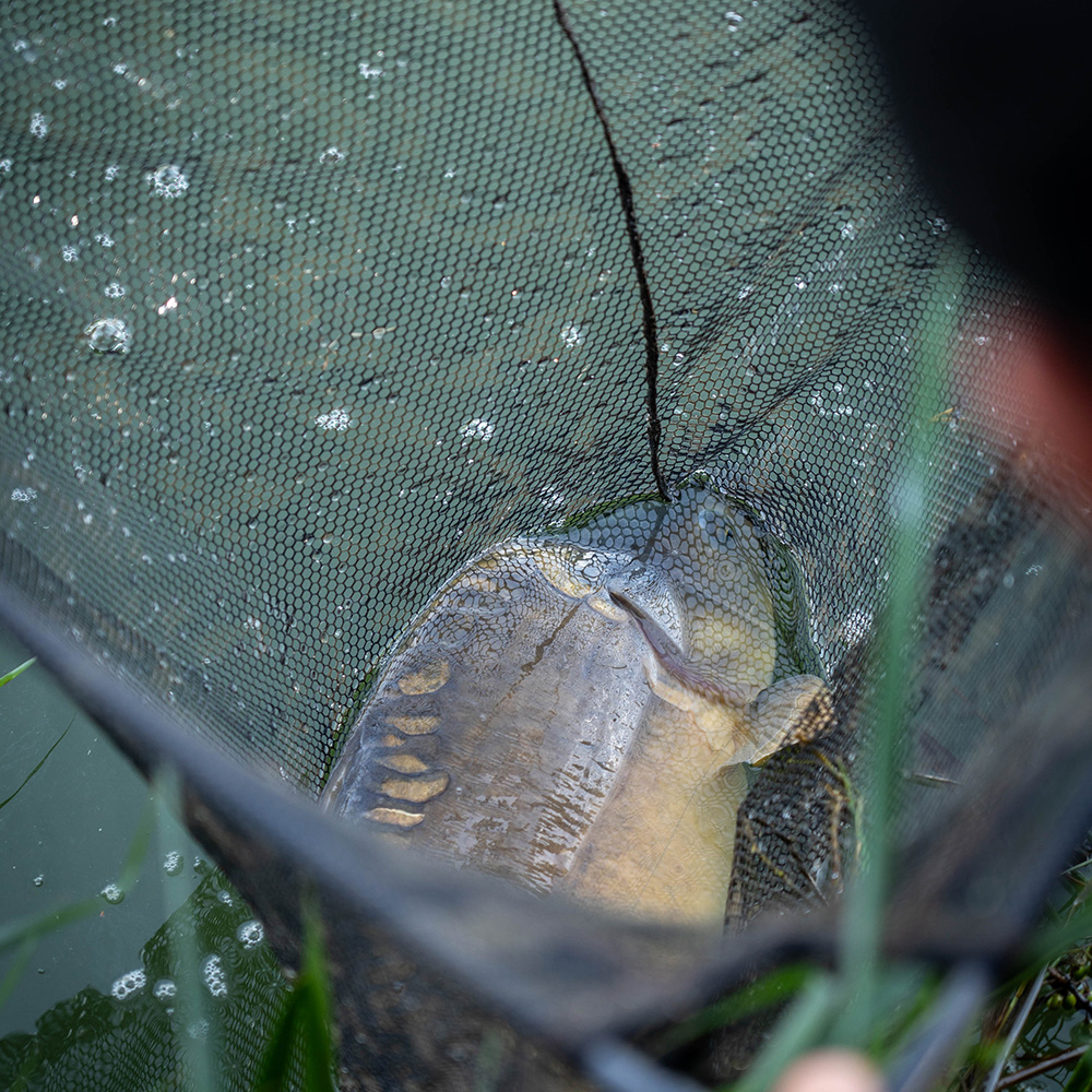 Advanta 42 Inch Camo Mesh Landing Net & 6ft 2 Piece Handle In Use 5