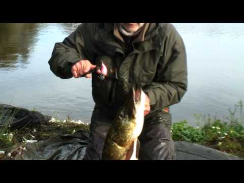 Mick Brown Tests The Angry Bird Lures! 