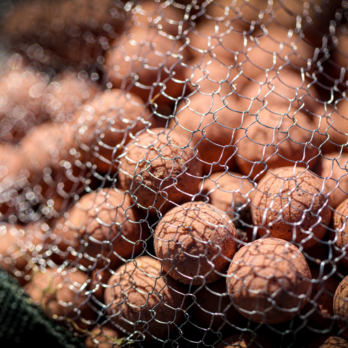 Boilies in wire rat bag