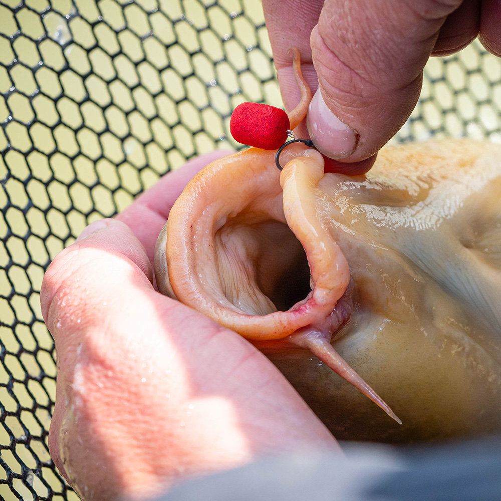 Mainline Match Dumbell Wafters Red Krill In Use 1