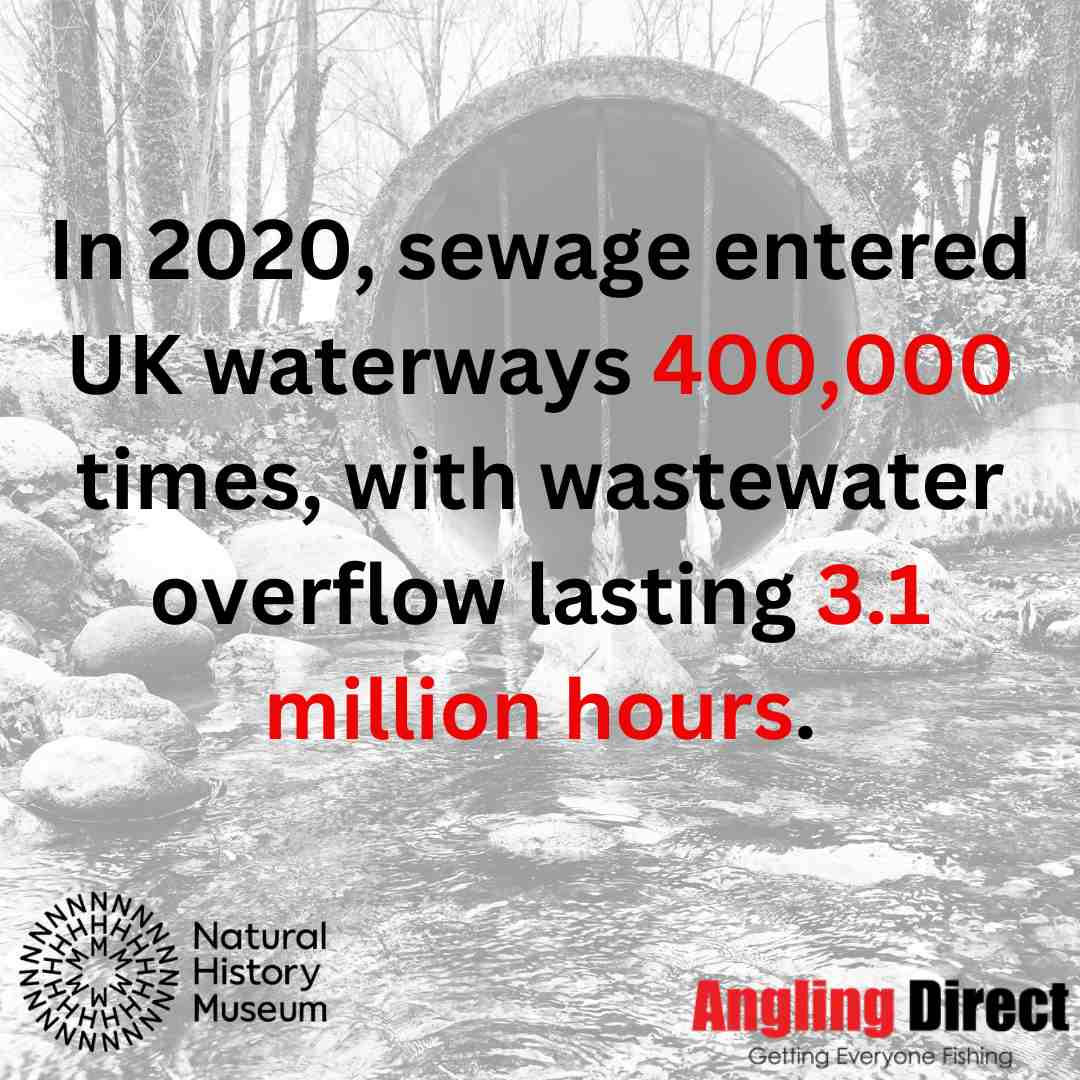 The deadly effects of sewage pollution on nature