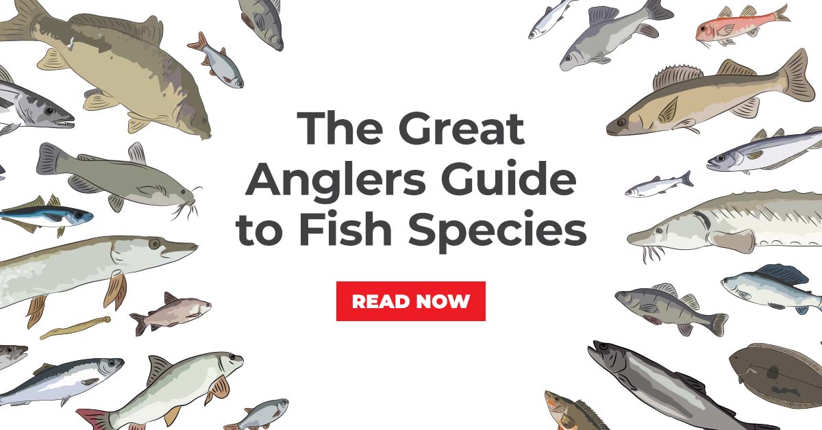 Explore all Fish Species UK