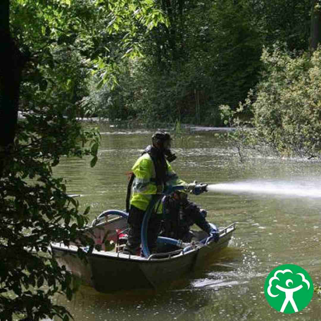 How to stop invasive non-native plants from spreading