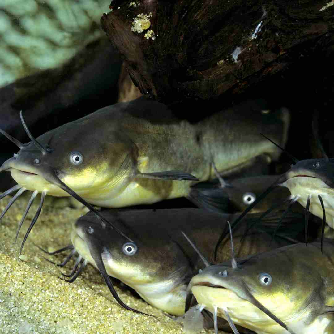 Bullhead Catfish - Nevada Department of Wildlife