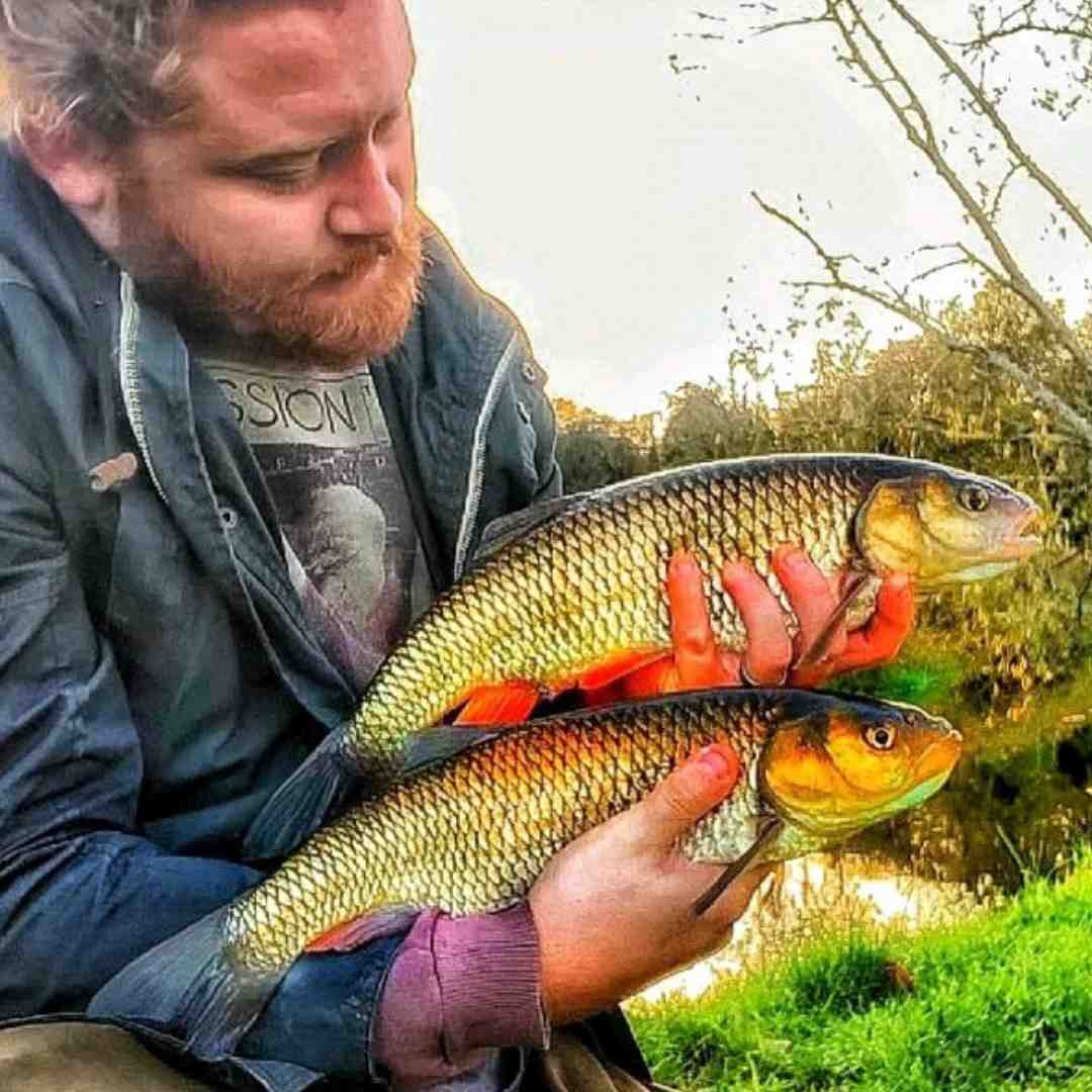 how to catch chub fish